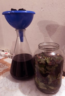 Rosnatka a Paracelsus.JPG