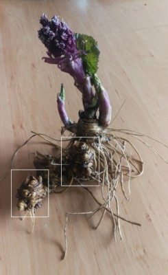 IMG_20210318_142322 a.jpg